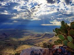 Good signage on different varieties of cacti. Thompson Peak Trail Running Trail Fountain Hills Arizona