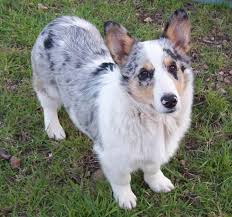 Australian Shepherd Corgi Mix Black And White Corgi Australian Shepherd Mix Google Search Corgi Husky Mix Corgi Cross Breeds Corgi Mix