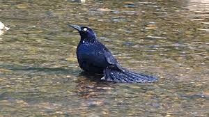 This huge blackbird is hard to ignore due to its boisterous nature. Great Tailed Grackle Calling Bathing Youtube