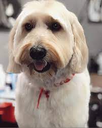 Search for other pet grooming on the real yellow pages®. The Pampered Pet Grooming Spa Home Page Established 2007