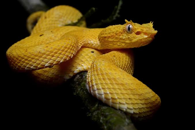Image result for snake island"