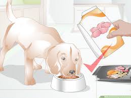 Adding some water is the easiest way to soften dry food. How To Switch Dog Foods Gradually 13 Steps With Pictures