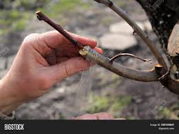 A tree is easily made by growing a seed or planting a cutting. Grafting Fruit Tree Image Photo Free Trial Bigstock