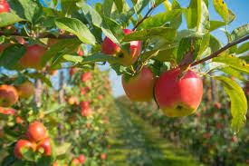 Why do apple trees not bear fruit every year? Dirty Fingernails Be Patient With Young Apple Trees Local News Ravallirepublic Com