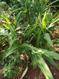 Image result for Siphonochilus aethiopicus