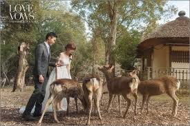 pin by 婚紗攝影線上雜誌 wphoto tw on 婚攝周周 goats animals