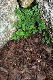 Image result for Doryopteris concolor