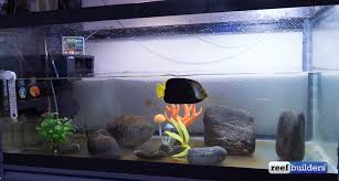 Most internal filters come with suction cups that grip themselves to the wall of the aquarium. How To Set Up A Simple Effective Quarantine Tank Reef Builders The Reef And Saltwater Aquarium Blog
