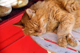Https Xn Fr Hufe Und Pfoten M6b De Katze Diabetes Katze 2157