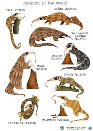 Pangolins Of The World Greeting Card By Rohanchak Endangered Animals Pangolin Pangolin Art