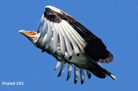 Image result for Otholobium foliosum