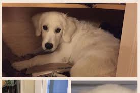 Fundraiser by Linda Atherton : Help Pippa