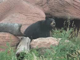 Teddy bear town is a little gingerbread house that displays the guinness world record of over 8000 teddy bears. Black Bear Bear Country Usa Rapid City South Dakota Black Bear Cool Pictures Rapid City