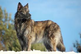 The Netherlands Hollandse Herdershond Dutch Shepherd Dog Long Haired Gold Brindle Dutch Shepherd Dog Black German Shepherd Puppies Big Dog Breeds