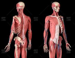 Anatomical diagram showing a front view of muscles in the human body. Skeletal Stock Photos Offset