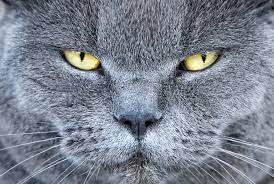 Male Cat Behavior Characteristics Lovetoknow