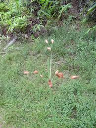 Image result for Fimbristylis dichotoma