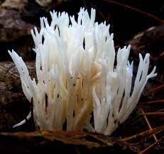 It is the type species of the genus clavulina. Toothed Fungus New Hampshire Garden Solutions