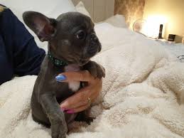 We look forward to working closely with new prospective show and pet homes to make the. French Bulldog Puppies For Sale Central Oklahoma City Ok 293733