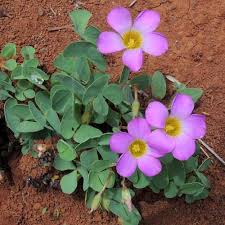 Image result for Oxalis obliquifolia