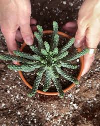 Image result for Euphorbia memoralis