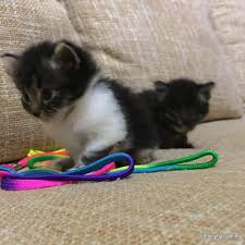 Kitchen flavor makanan kucing parsi johor flag. Persian Kitten Kucing Parsi For Sale Pets For Sale In Johor Bahru Johor Sheryna Com My Mobile 692555 View All Photos