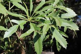 Image result for Cussonia sessilis