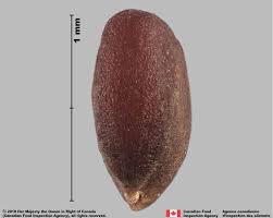 Image result for Cheirostylis lepida