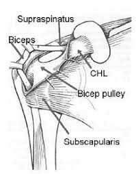 The rotator cuff has the important jobs of stabilizing the shoulder, elevating and rotating the arm, and ensuring the head of the humerus stays securely placed in the shoulder socket. Rotator Cuff Mechanics Shoulderdoc