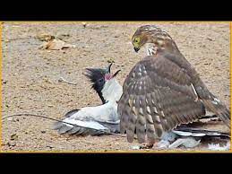 In this article, we look at some of the common birds found in india and their common names.the name of the bird in hindi is in italics and how it would be written in hindi is in parentheses. Hawk Tries To Kill Cuckoo Bird Youtube