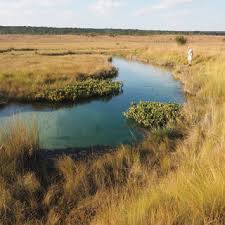 Image result for Craterosiphon quarrei