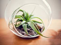 I purchased my air plants at a plant nursery for about $6 each. Create An Unforgettable Air Plant Terrarium
