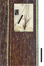 Image result for Xyris obscura