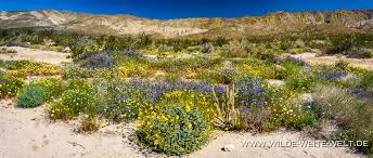 By elizabeth english on july 2, 2012. Super Bloom Wildflowers Wildblumen Im Anza Borrego State Park California Www Wilde Weite Welt De