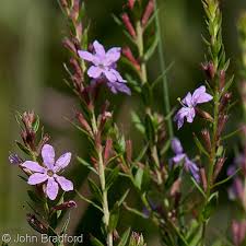 Image result for Lythrum