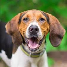 Bluetick coonhound rescues and adoption in ohio local. 21 Treeing Walker Coonhound Ideas Treeing Walker Coonhound Coonhound Dog Photography Puppies