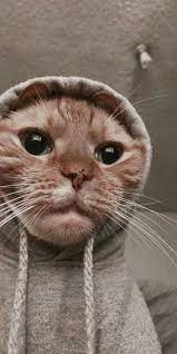 Cedrick On Twitter Cute Animals Cute Cat Wallpaper Cat Wallpaper