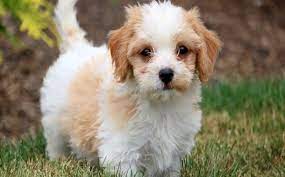 You may find some breeders who will have cavachon puppies for sale at $800 each, but you have to be careful when the price check out these shelters for cavalier king charles spaniel and bichon mixes available for adoption Cavachon Puppies Cost In 2021 The Pricer