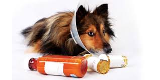 Policies and procedures to meet regulatory requirements for veterinary drugs. Getting A Handle On Your Controlled Substances Costs