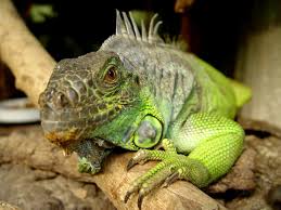 However, some readily available reptiles are good for beginners. 10 Pet Lizards That Don T Need To Eat Live Food Pethelpful By Fellow Animal Lovers And Experts