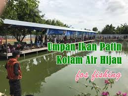 Umpan Ikan Patin Kolam Air Hijau Paling Jitu Strike Di 2020 Hijau Habitat Air