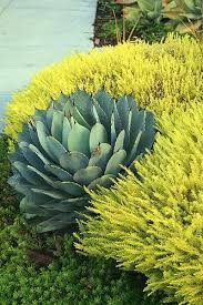 Pin On Succulent Landscaping
