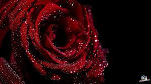 We have an extensive collection of amazing background images carefully chosen by our community. 1366x768px Free Download Hd Wallpaper Damn I Love It Red Rose Valentine 3d And Abstract Wallpaper Flare