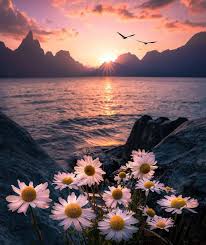 Beautiful Sunset In The Mountains Sunset Flowers Mountain Aesthetic Aestheticflower Nature Photography Nature Pictures Beautiful Landscapes
