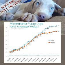 Browse through hundreds of dogs and puppies or list yours today! How Big Will My Weimaraner Puppy Get