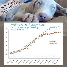 Here's a sample of the results you will get: How Big Will My Weimaraner Puppy Get