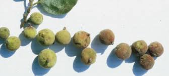 Image result for Ficus exasperata