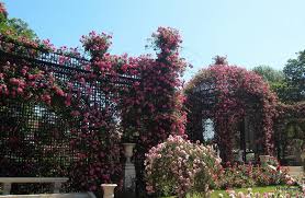 L Hay Les Roses Garden Of Earthly Delights Rose Garden Projects
