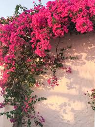 Select from premium bougainvillea of the highest quality. 240 Bougainvillea Ideas In 2021 Bougainvillea Flowers Plants