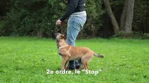 Dressage Des Chiots Les Ordres De Base De L Education Canine Chiot Canin Education Chien